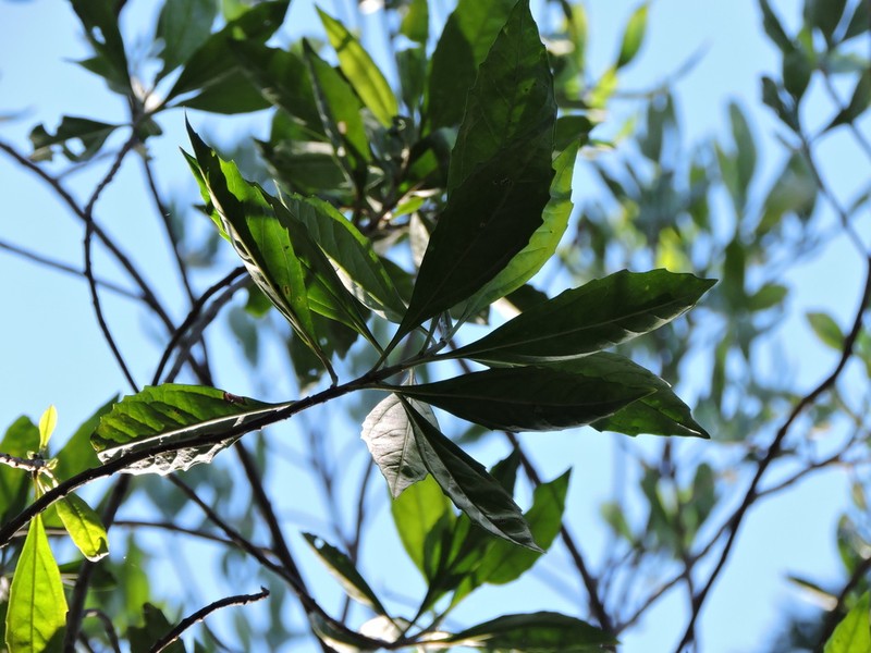 Baccharis oreophila photo 3