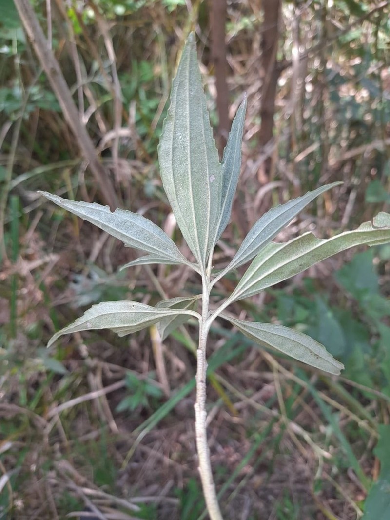 Baccharis oreophila photo 4