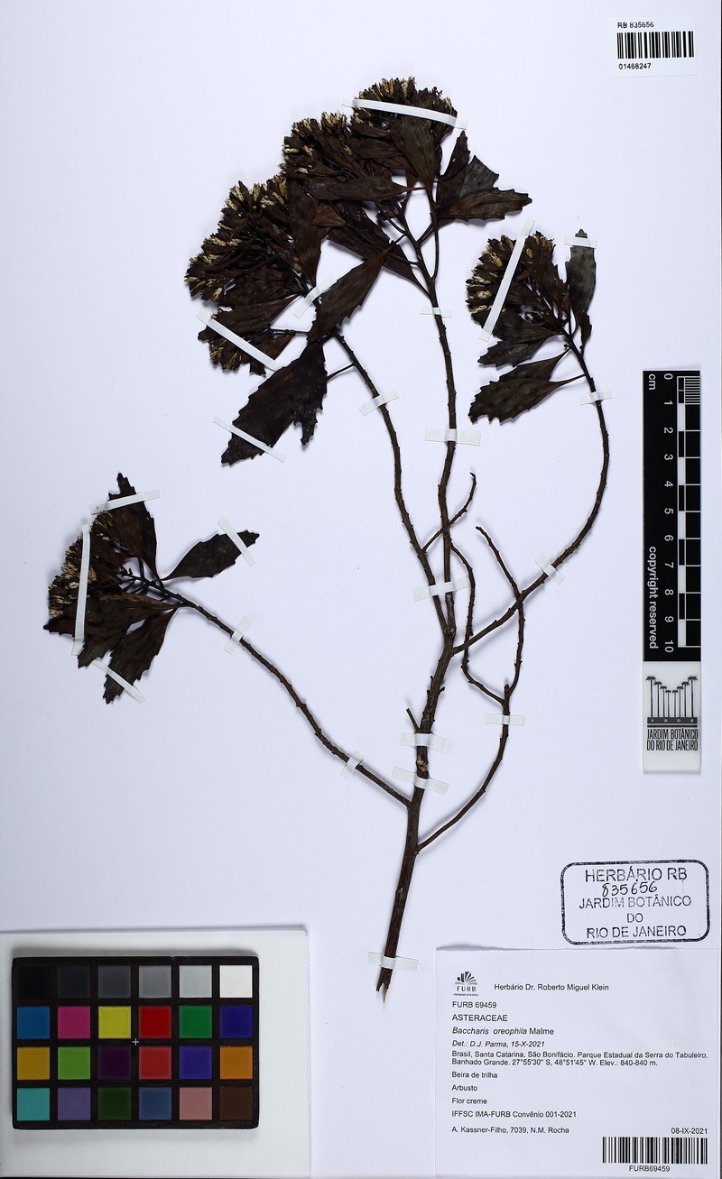 Baccharis oreophila photo 7