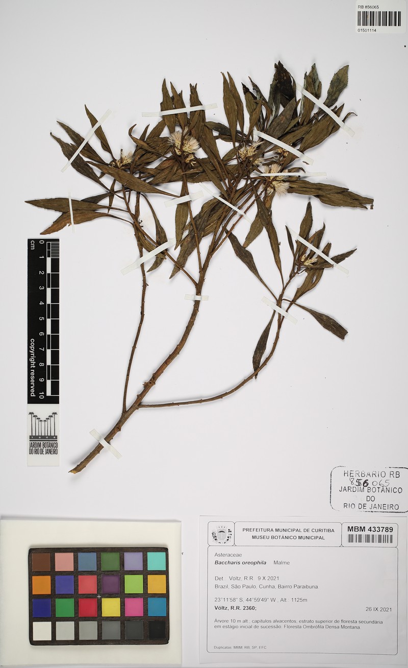 Baccharis oreophila photo 8