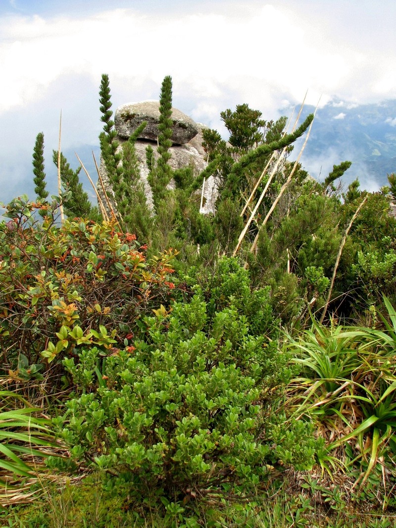 Baccharis organensis photo 2