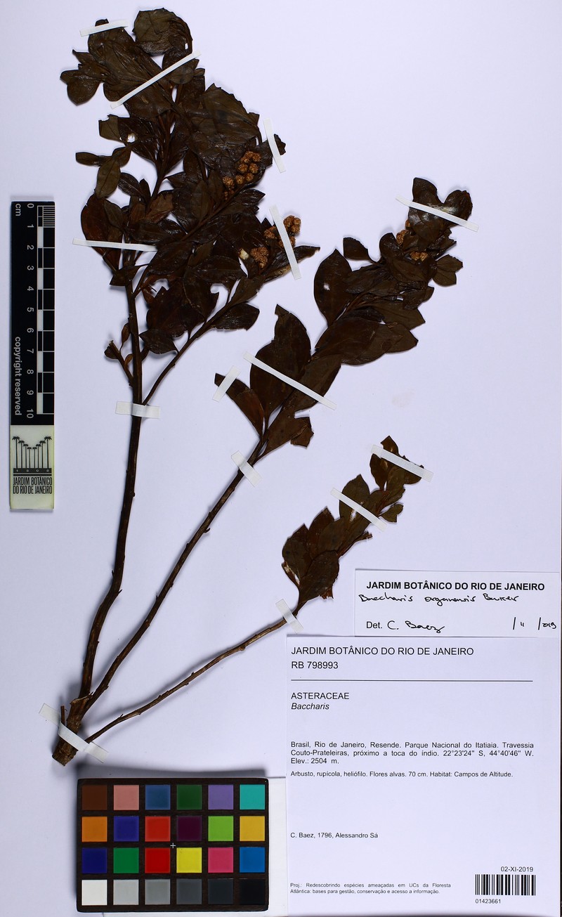 Baccharis organensis photo 3