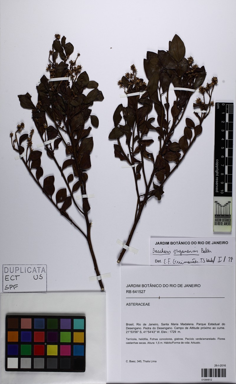Baccharis organensis photo 4