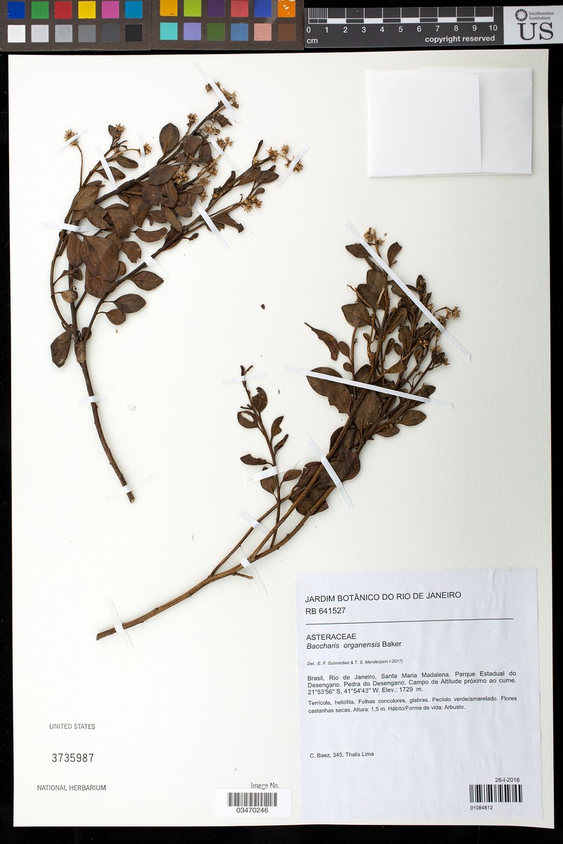 Baccharis organensis photo 5
