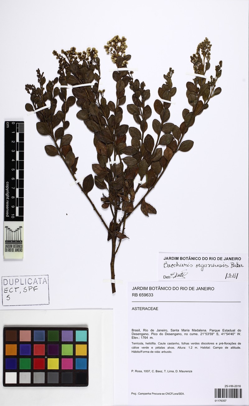 Baccharis organensis photo 6