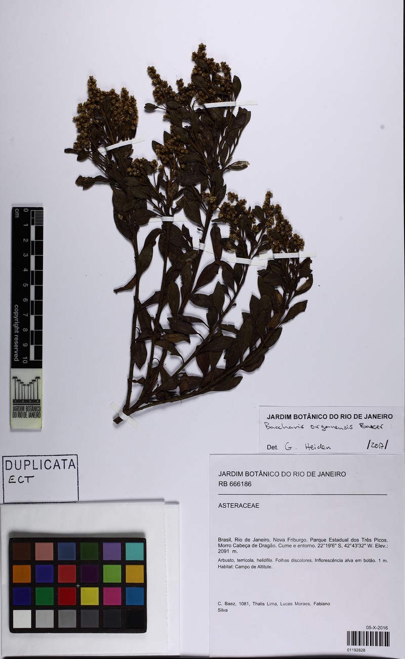 Baccharis organensis photo 7