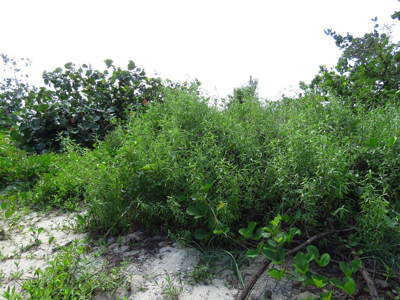 Baccharis orientalis