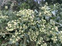 Baccharis oxyodonta
