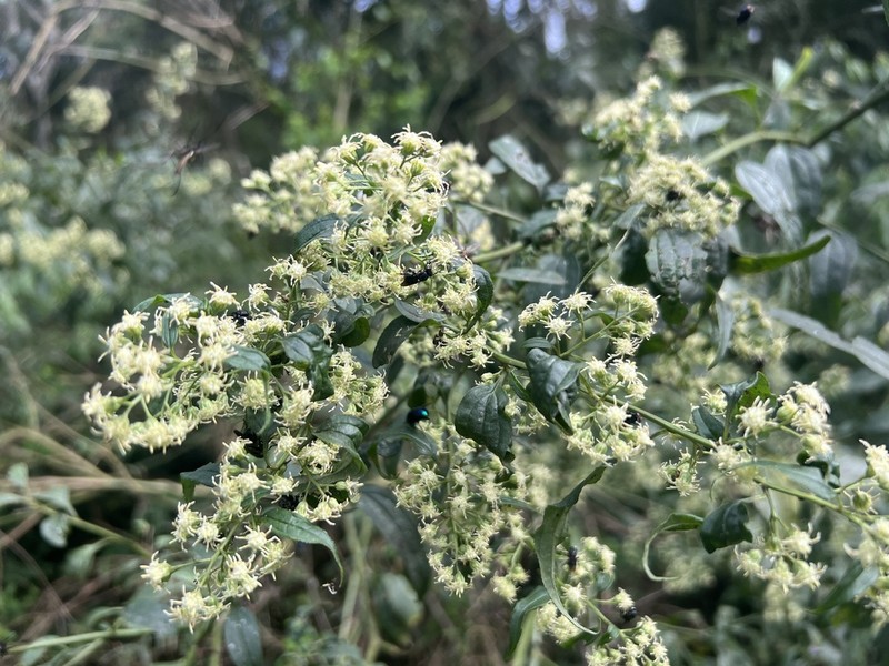 Baccharis oxyodonta