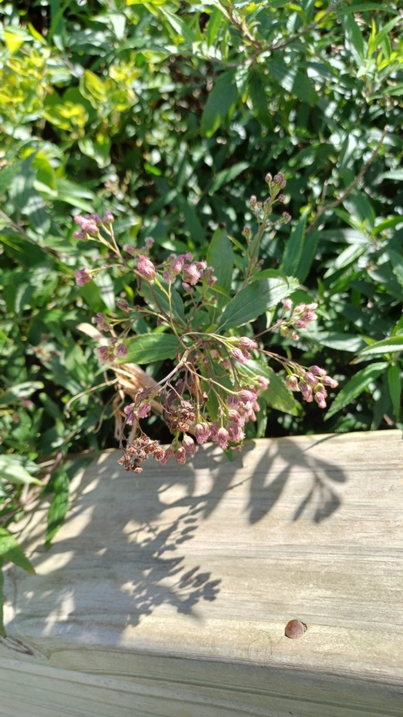 Baccharis oxyodonta photo 2