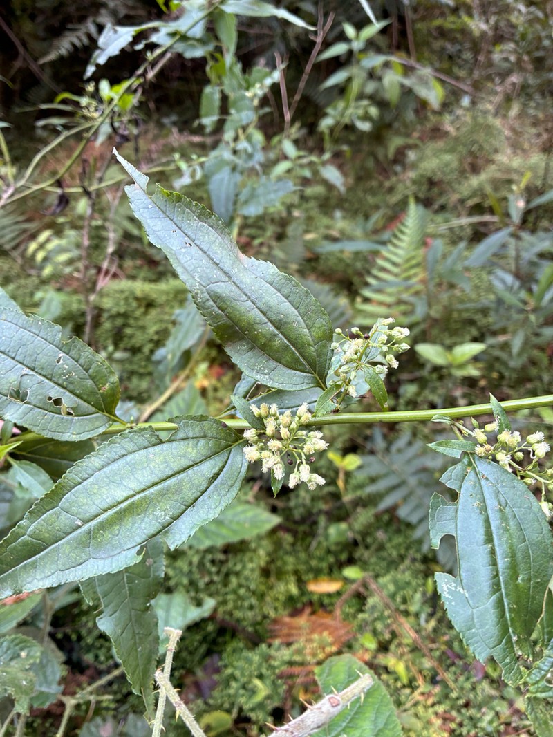 Baccharis oxyodonta photo 3