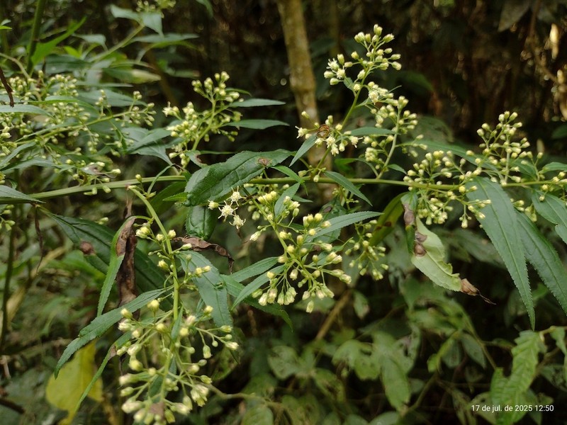 Baccharis oxyodonta photo 4