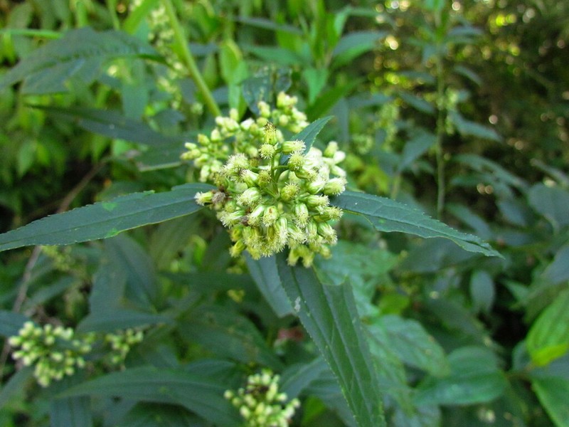 Baccharis oxyodonta photo 5