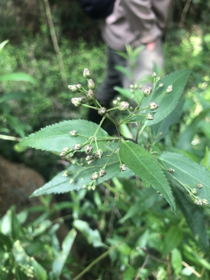 Baccharis oxyodonta photo 6