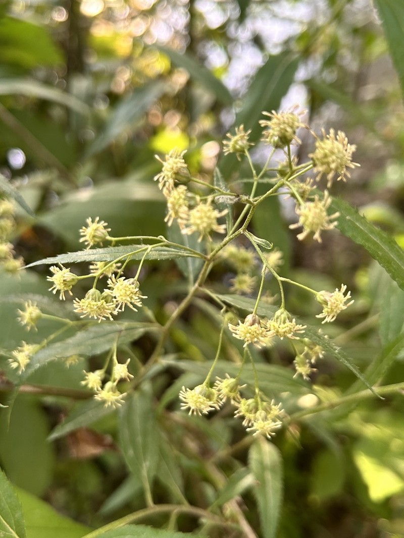Baccharis oxyodonta photo 8