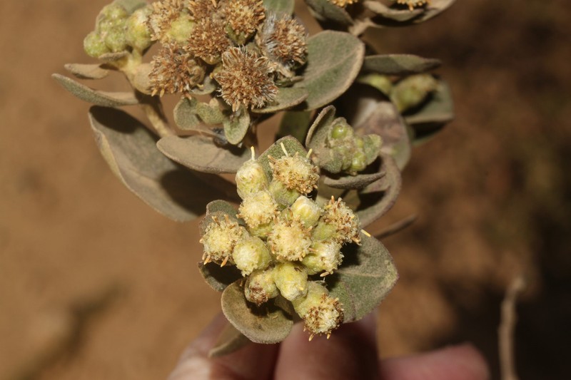 Baccharis pachycephala