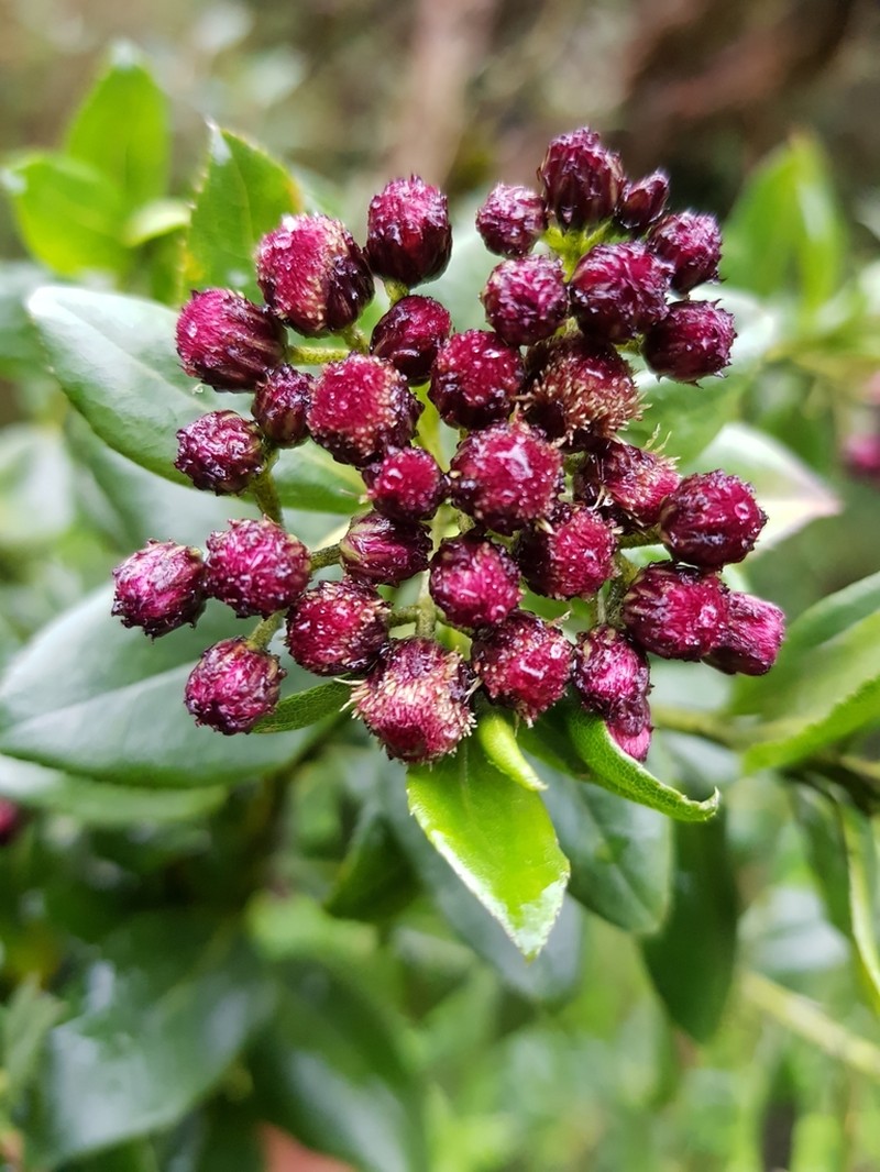 Baccharis padifolia photo 2
