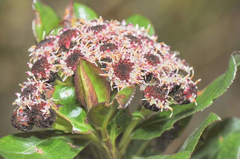 Baccharis padifolia photo 3