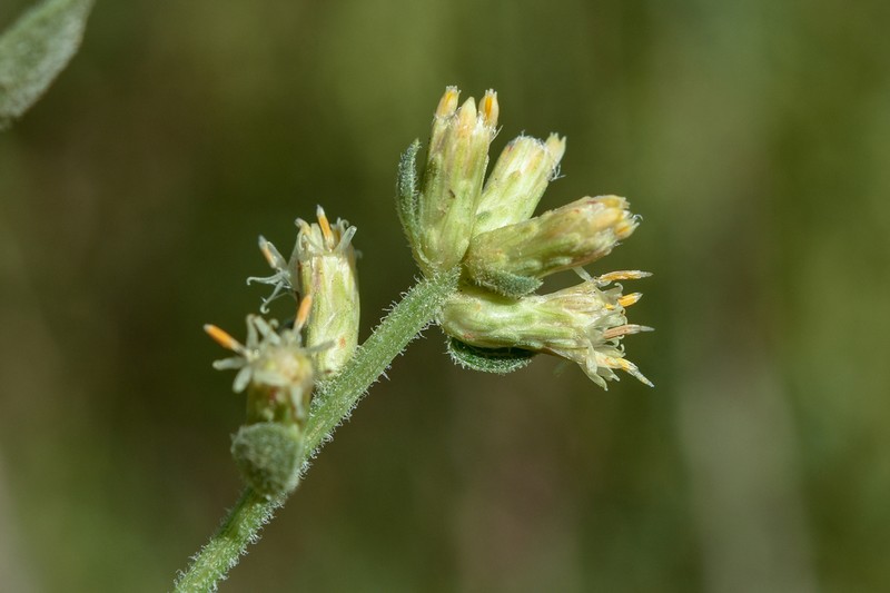 Baccharis palustris