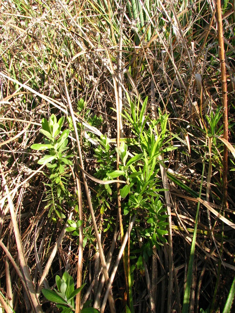 Baccharis palustris photo 2