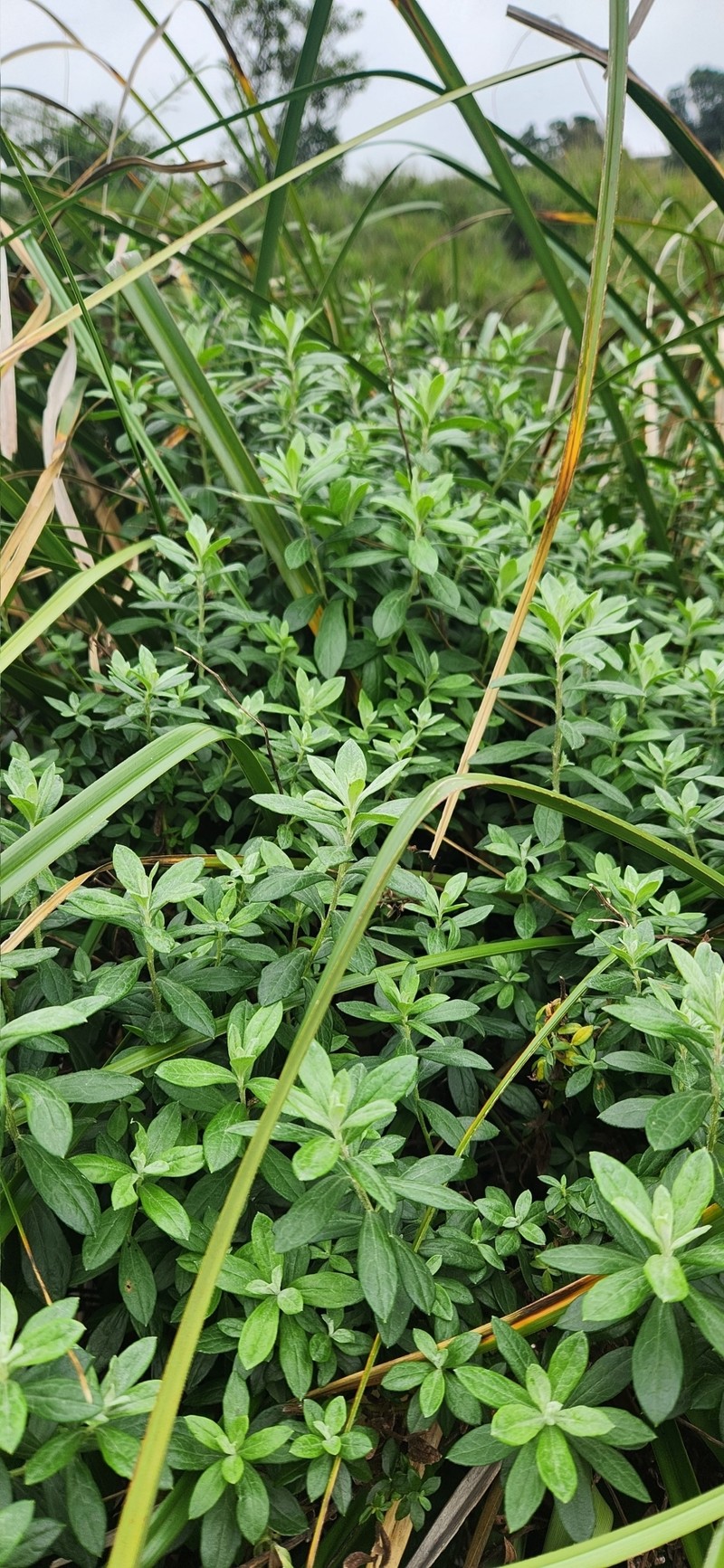 Baccharis palustris photo 5