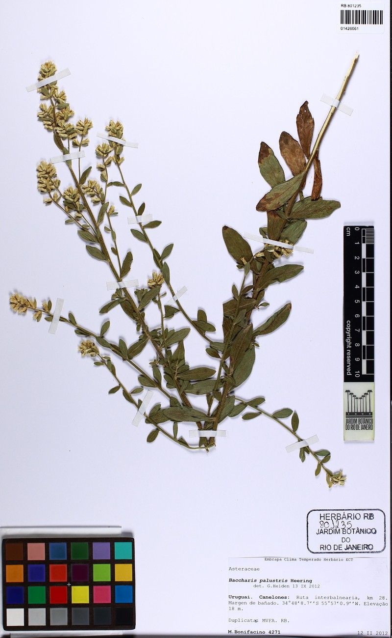 Baccharis palustris photo 7