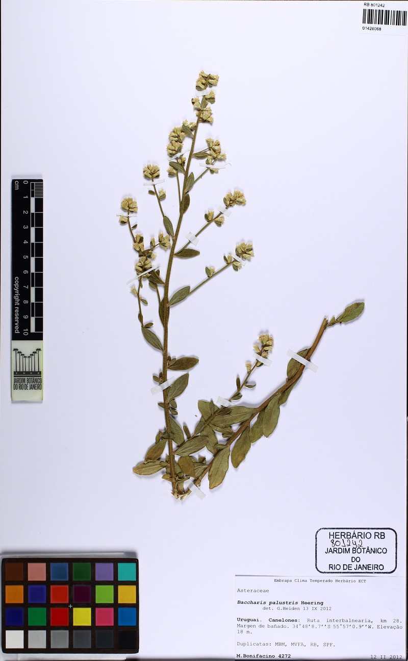 Baccharis palustris photo 8