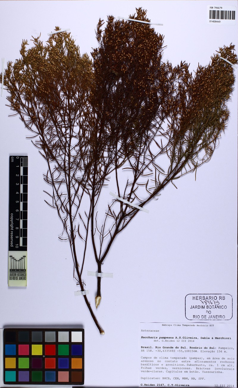 Baccharis pampeana