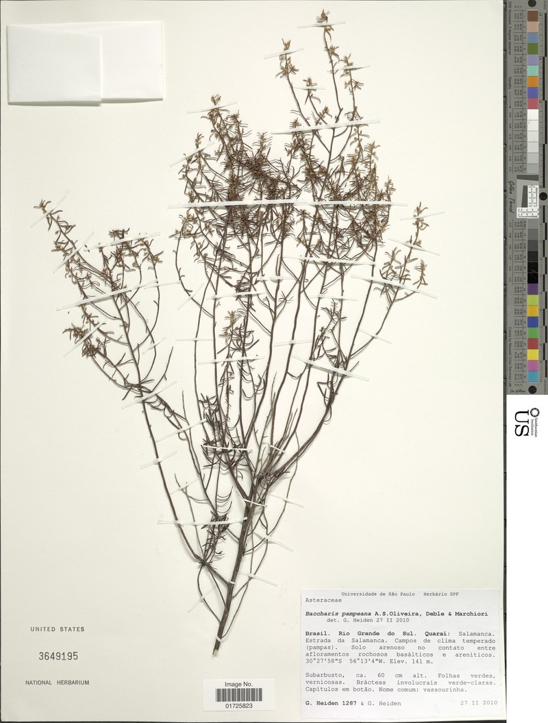 Baccharis pampeana photo 2