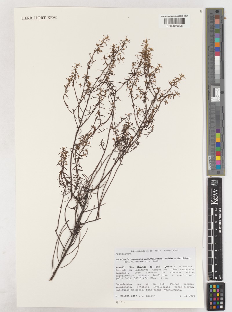 Baccharis pampeana photo 3