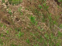 Baccharis paniculata