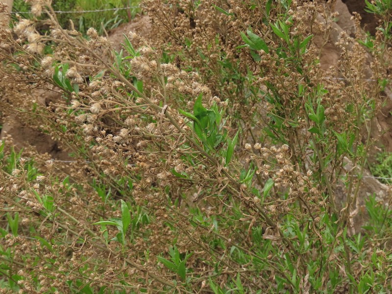 Baccharis paniculata