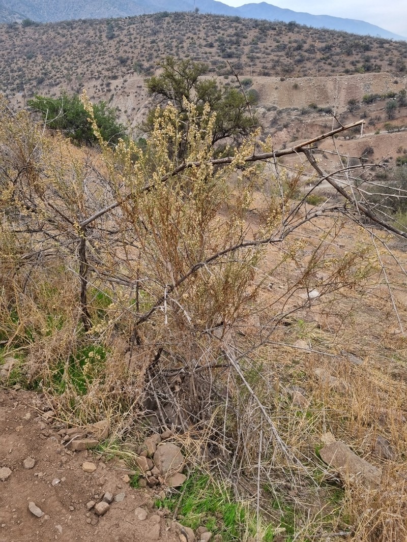 Baccharis paniculata photo 2