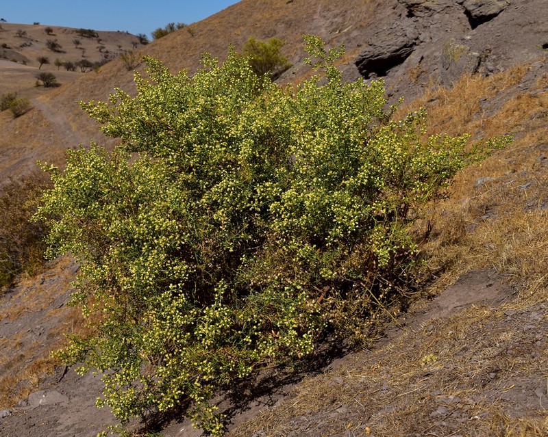 Baccharis paniculata photo 3