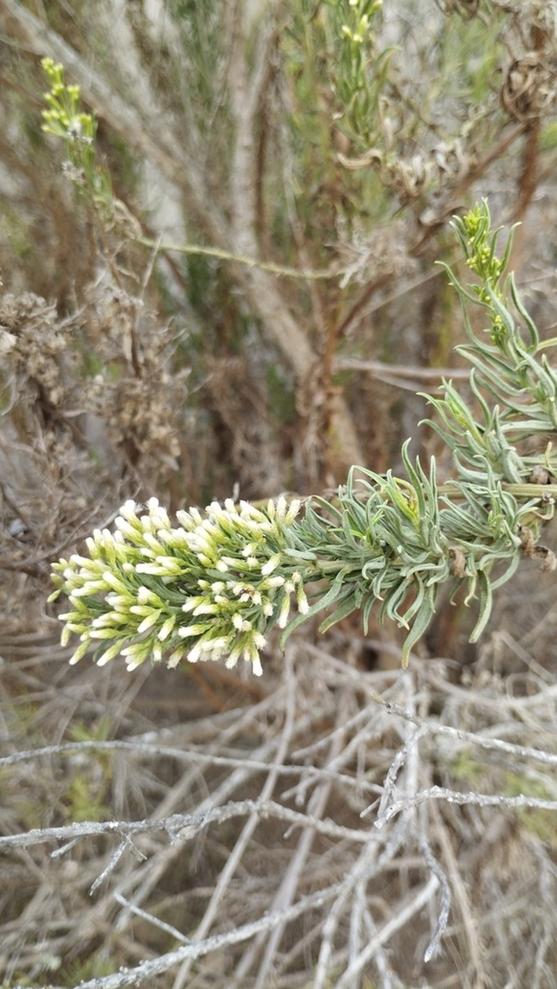 Baccharis paniculata photo 4