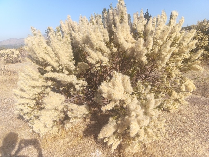 Baccharis paniculata photo 5