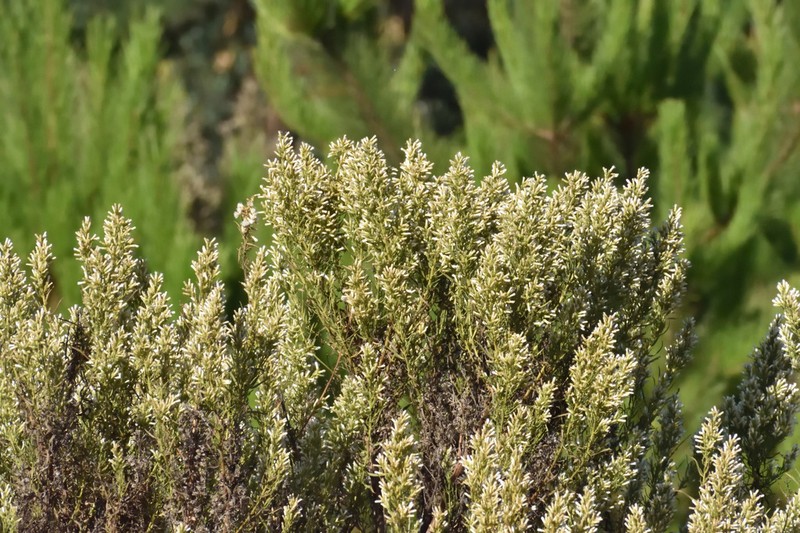 Baccharis paniculata photo 6