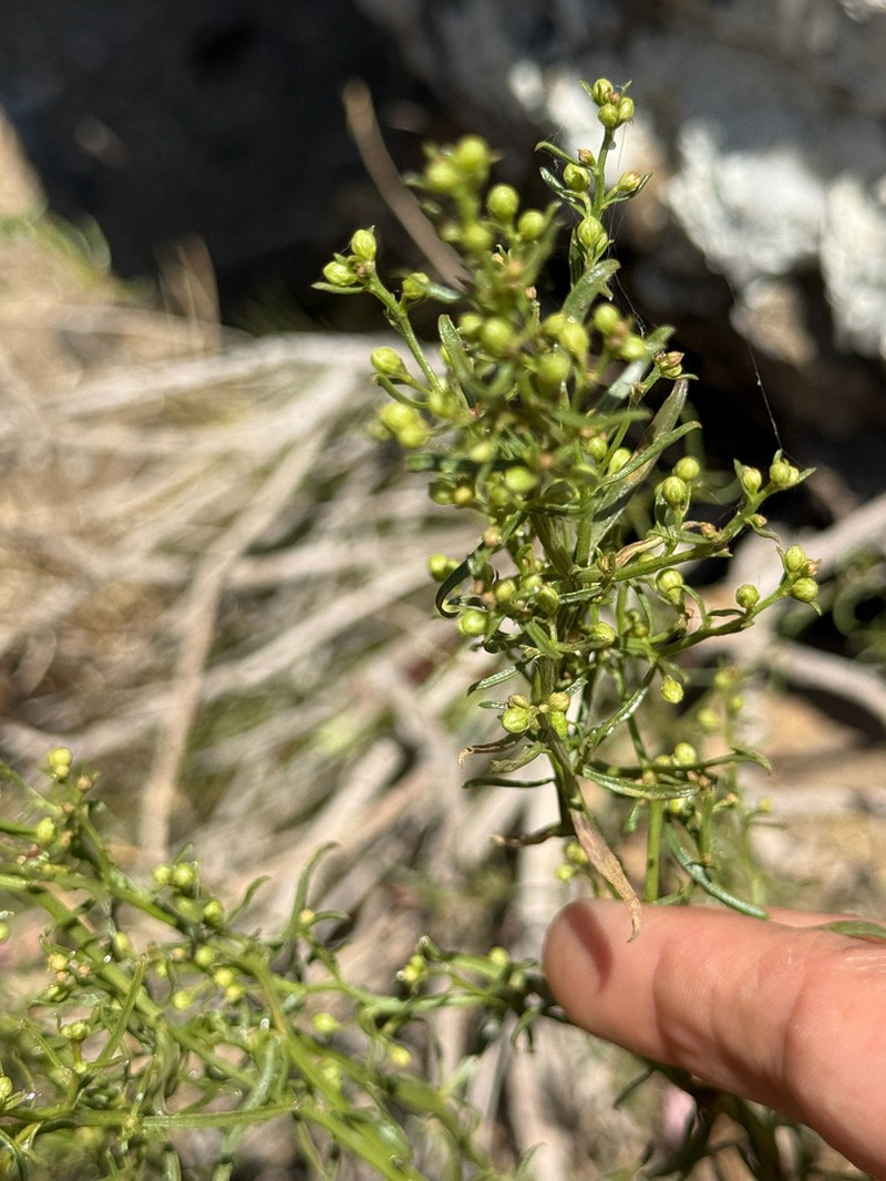 Baccharis paniculata photo 7
