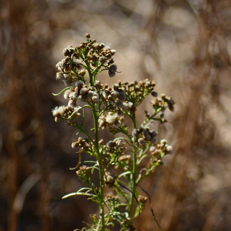 Baccharis paniculata photo 8