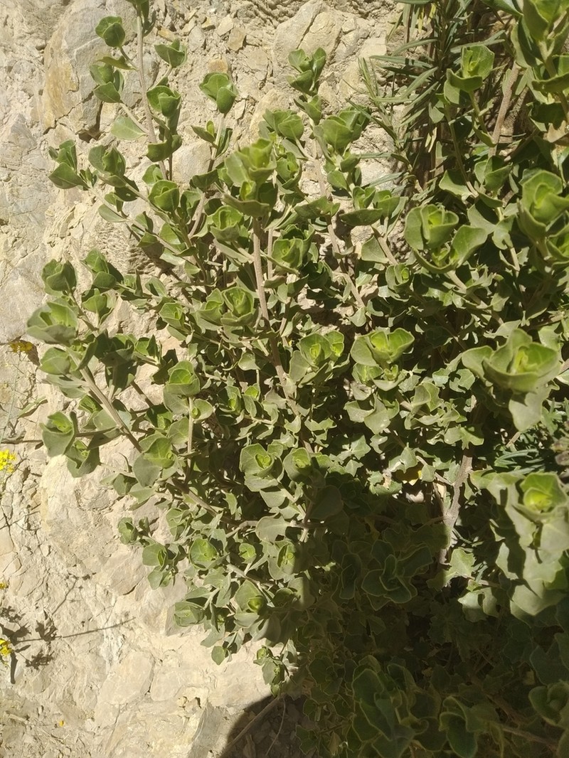 Baccharis papillosa