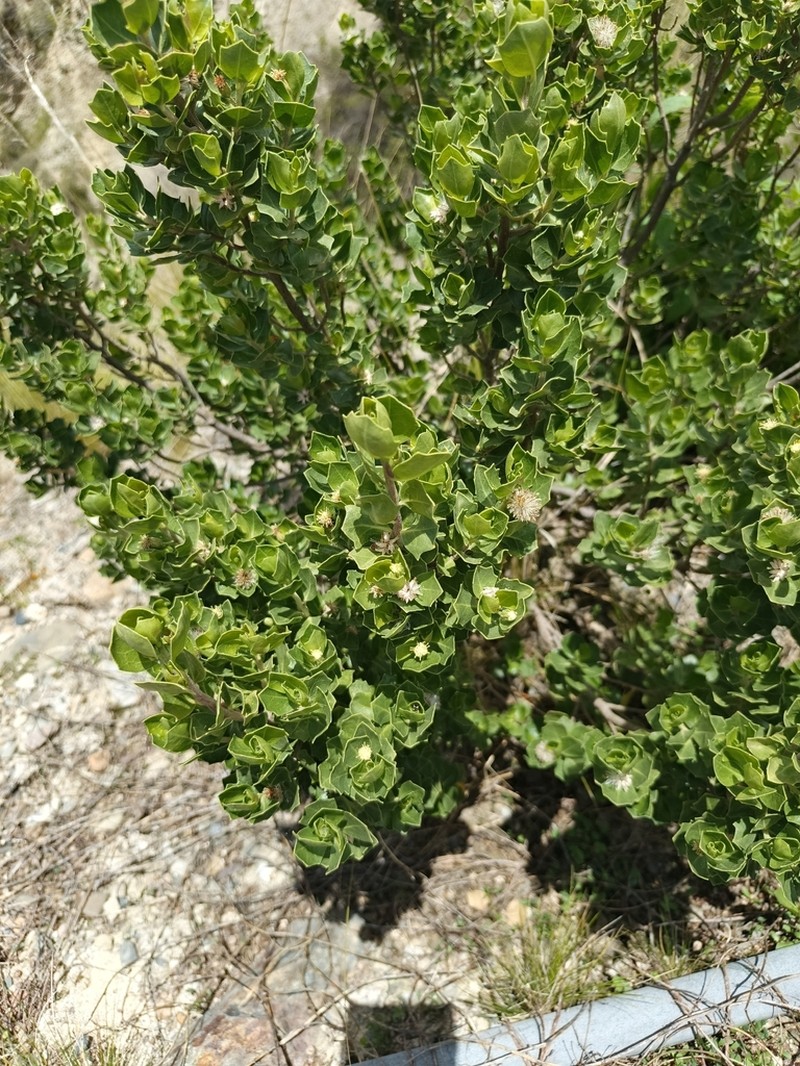 Baccharis papillosa photo 2