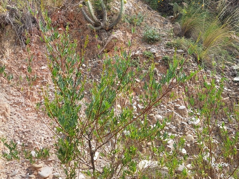 Baccharis papillosa photo 3