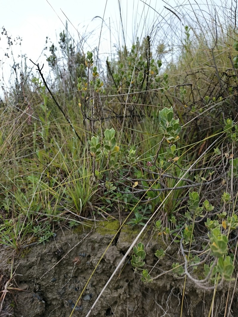 Baccharis papillosa photo 4