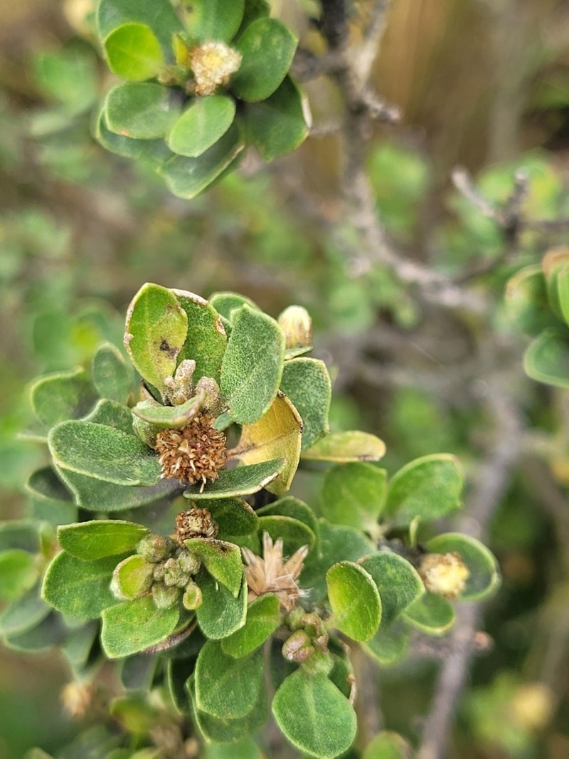 Baccharis papillosa photo 5