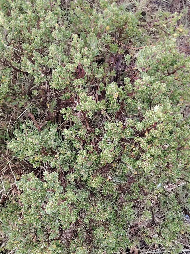 Baccharis papillosa photo 6