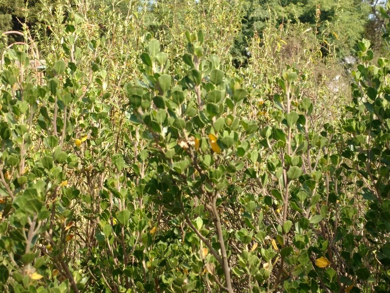 Baccharis papillosa photo 7