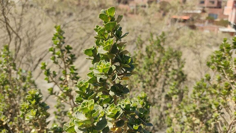 Baccharis papillosa photo 8