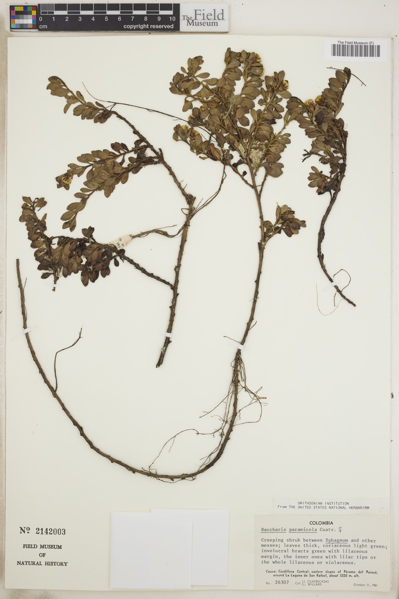 Baccharis paramicola