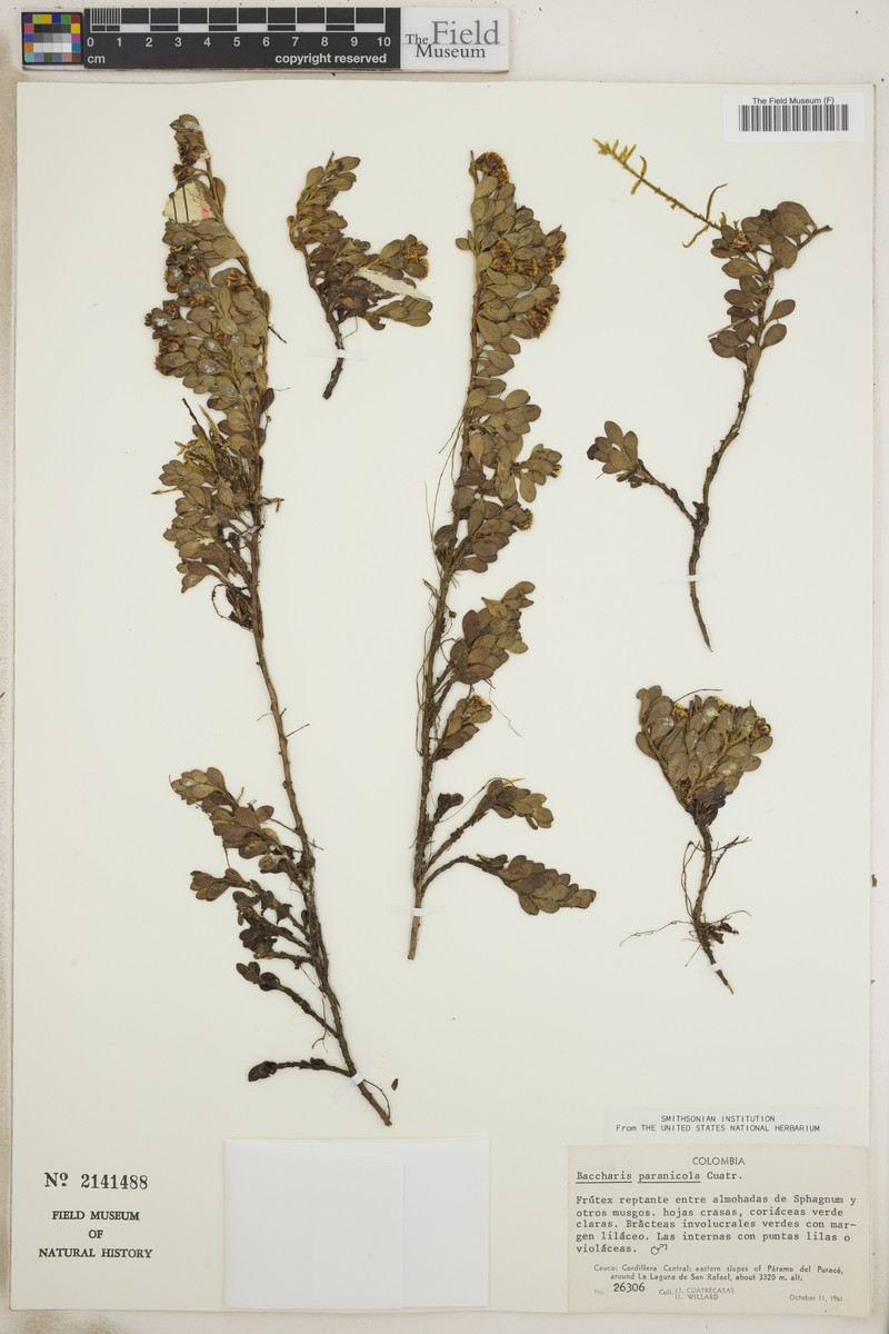 Baccharis paramicola photo 2