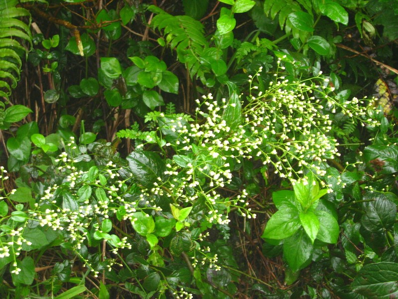 Baccharis paranensis
